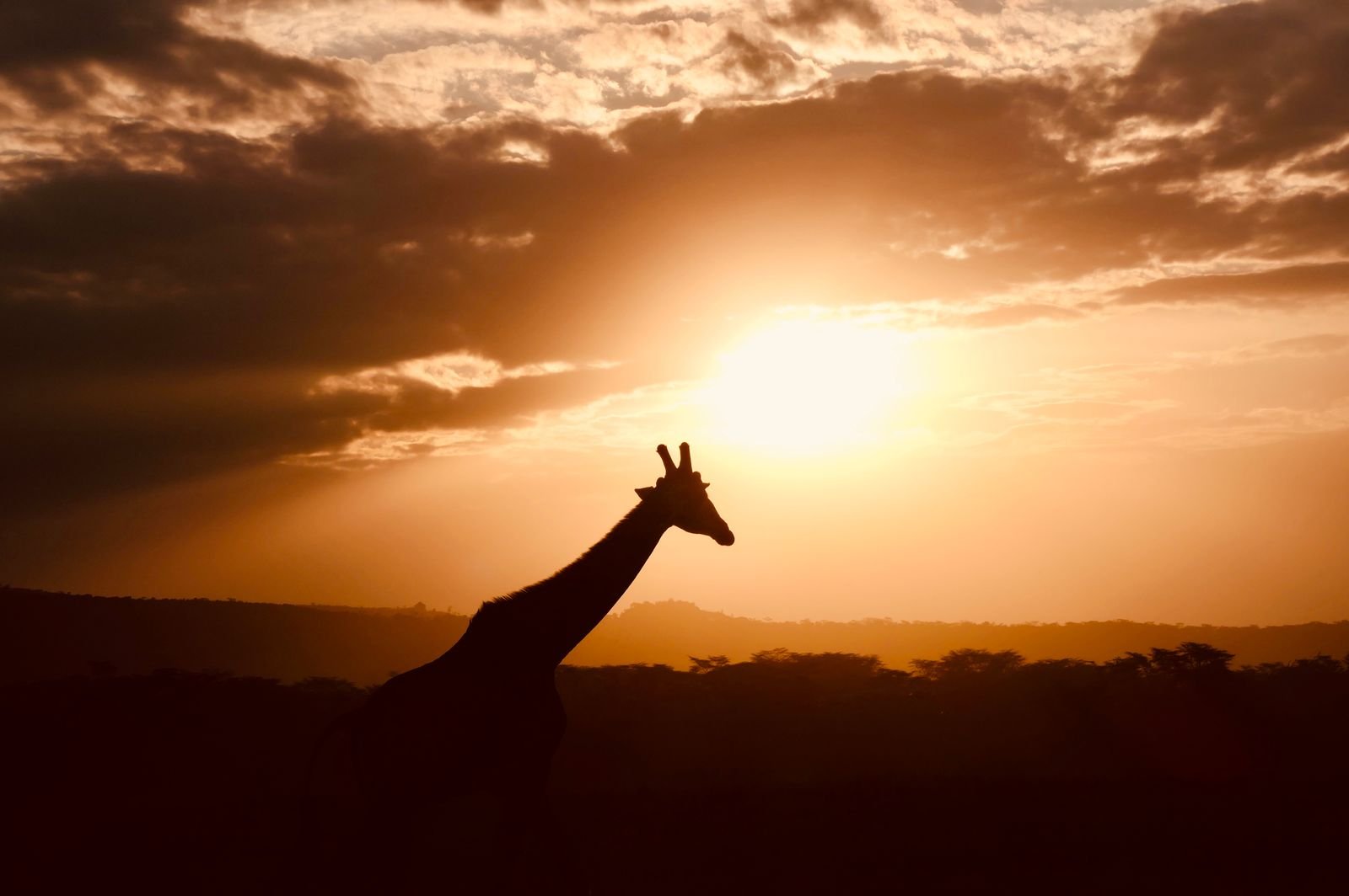 8-Day Big Five & Migration Explorer photo
