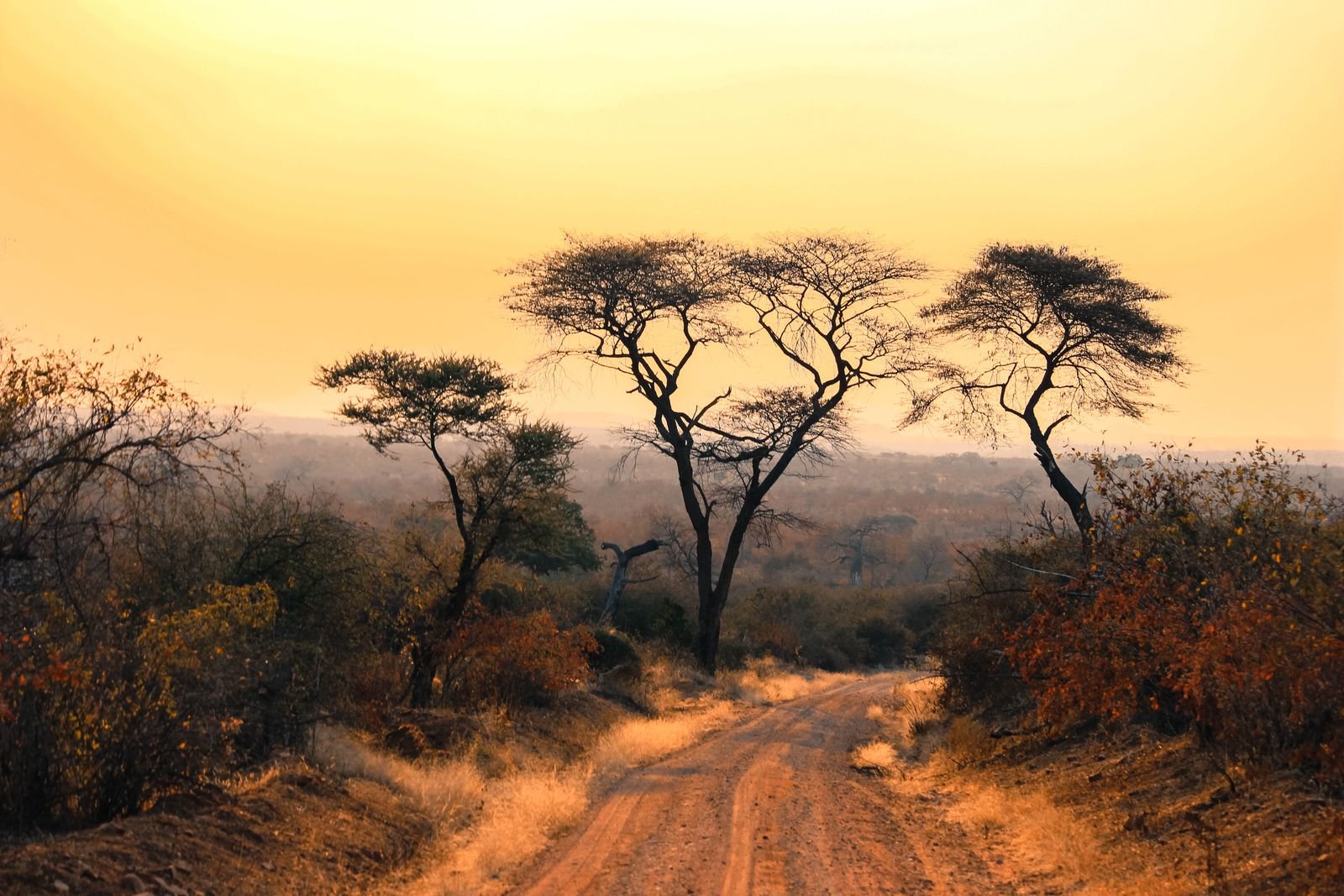 8-Day Big Five & Migration Explorer photo