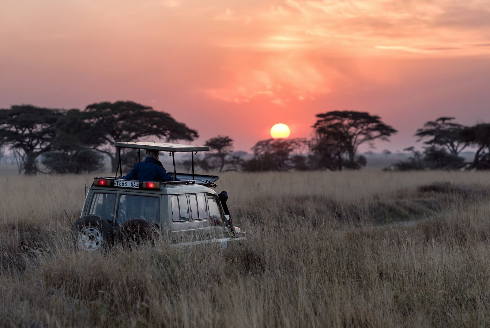 Elephants walking across the Tanzanian savanna