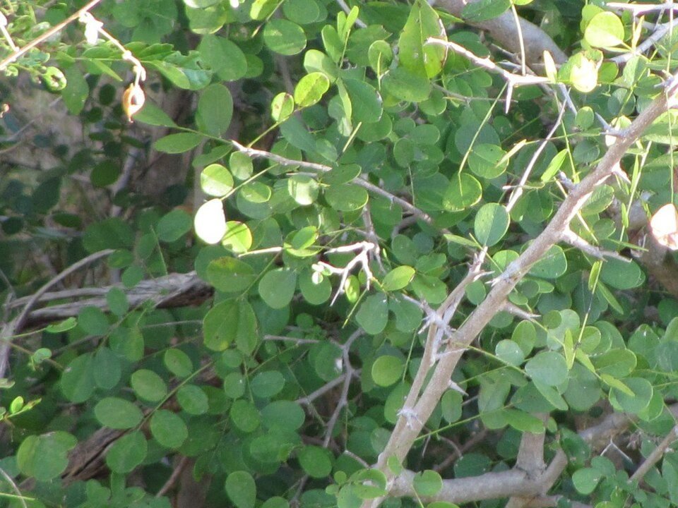 African Blackwood (Mpingo)