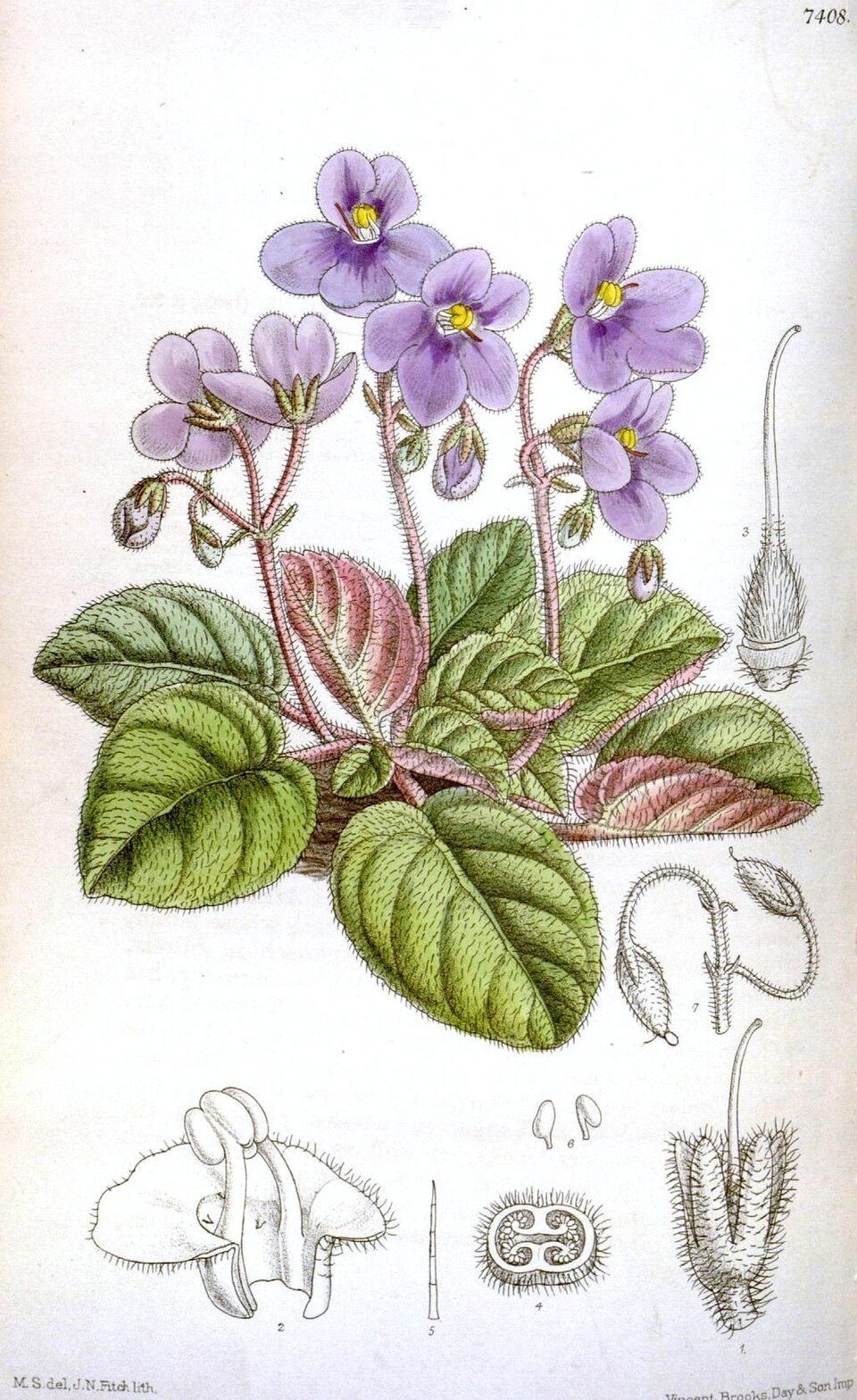 African Violet
