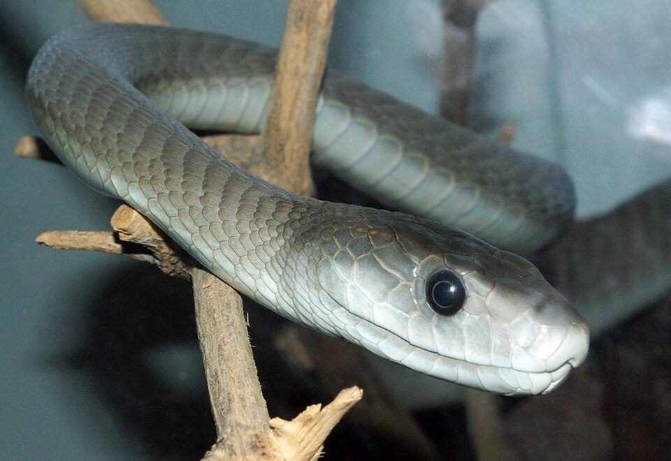 Black Mamba