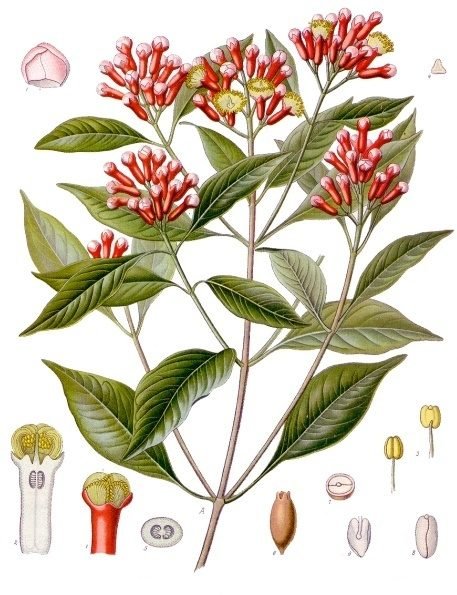 Clove Tree
