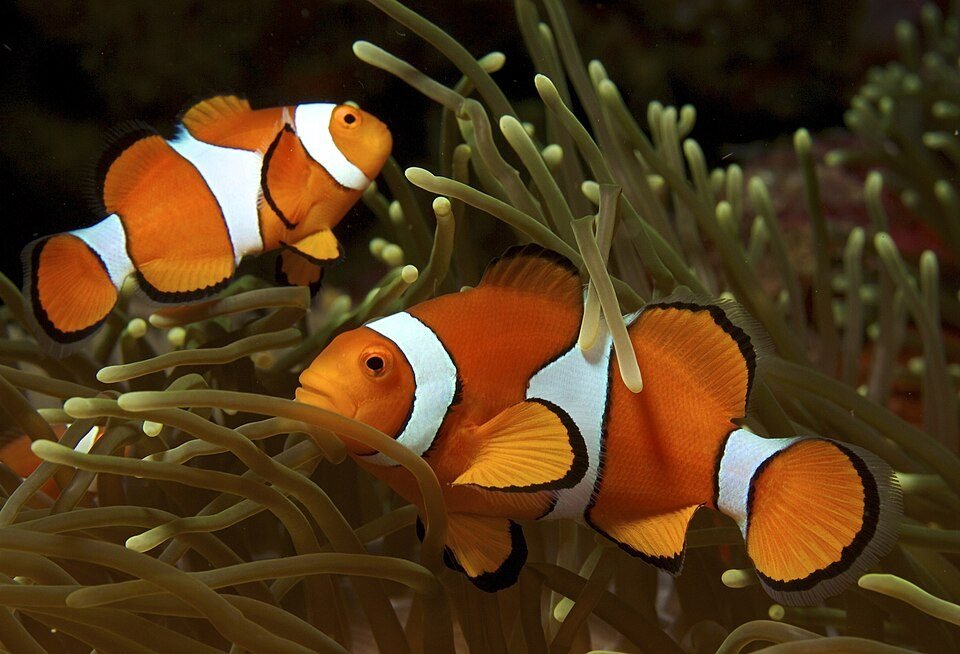 Clownfish (Anemonefish)