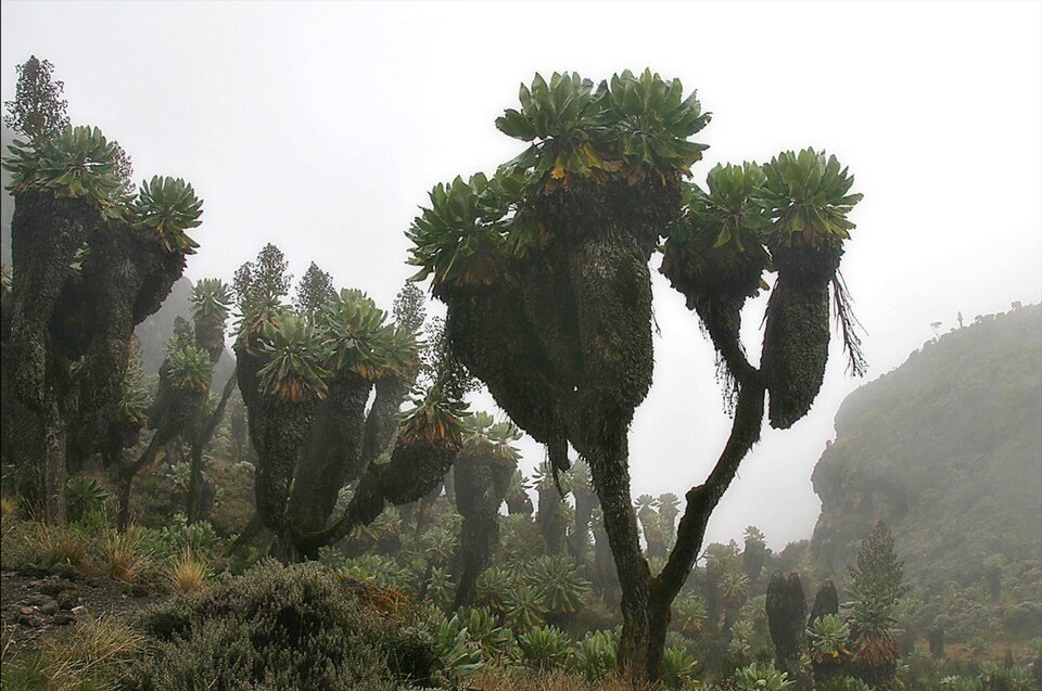 Giant Groundsel
