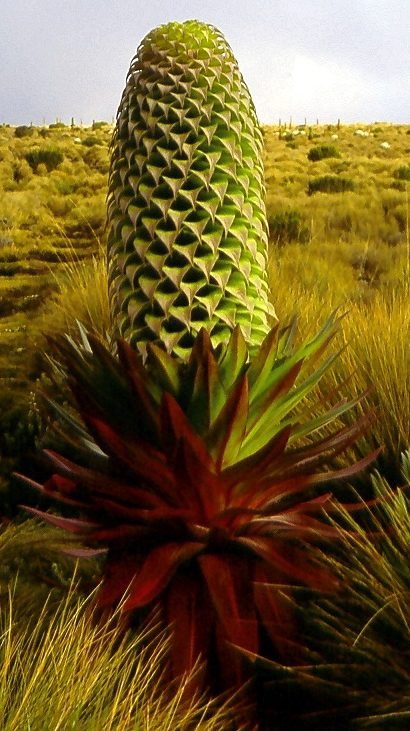 Giant Lobelia
