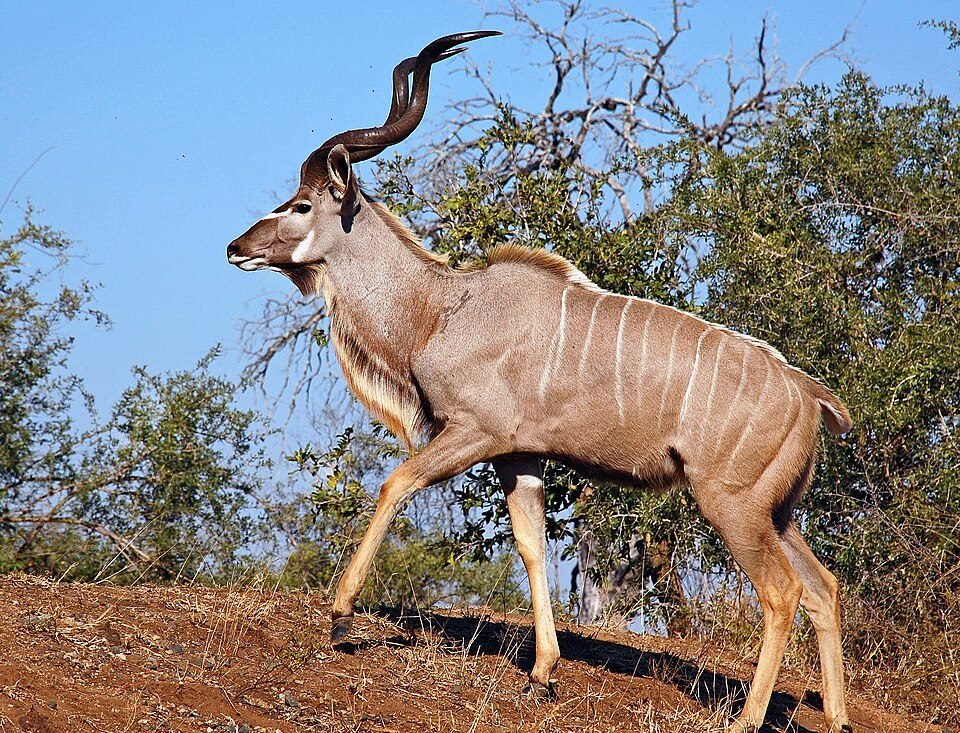 Greater Kudu