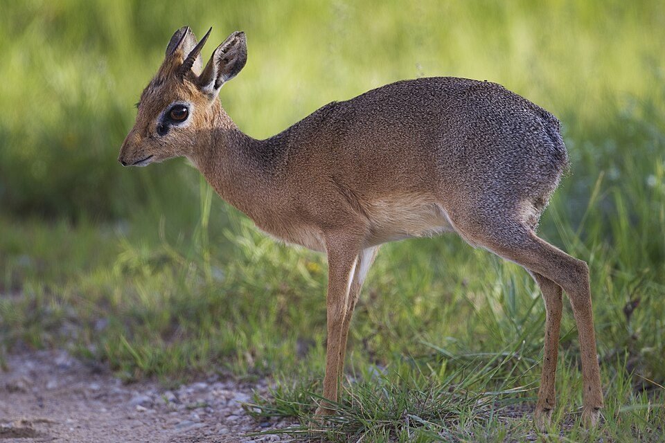 Kirk's Dik-dik