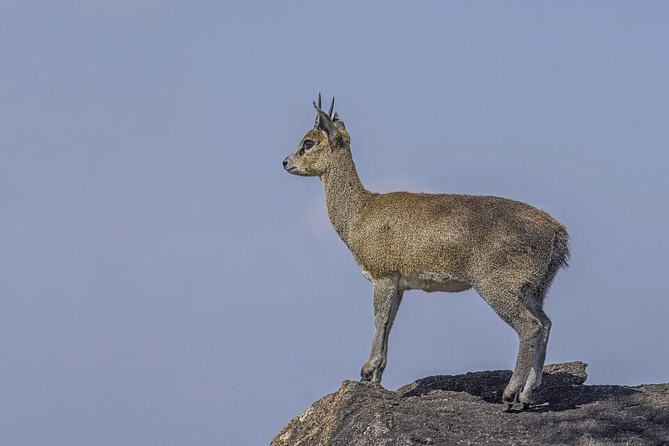 Klipspringer