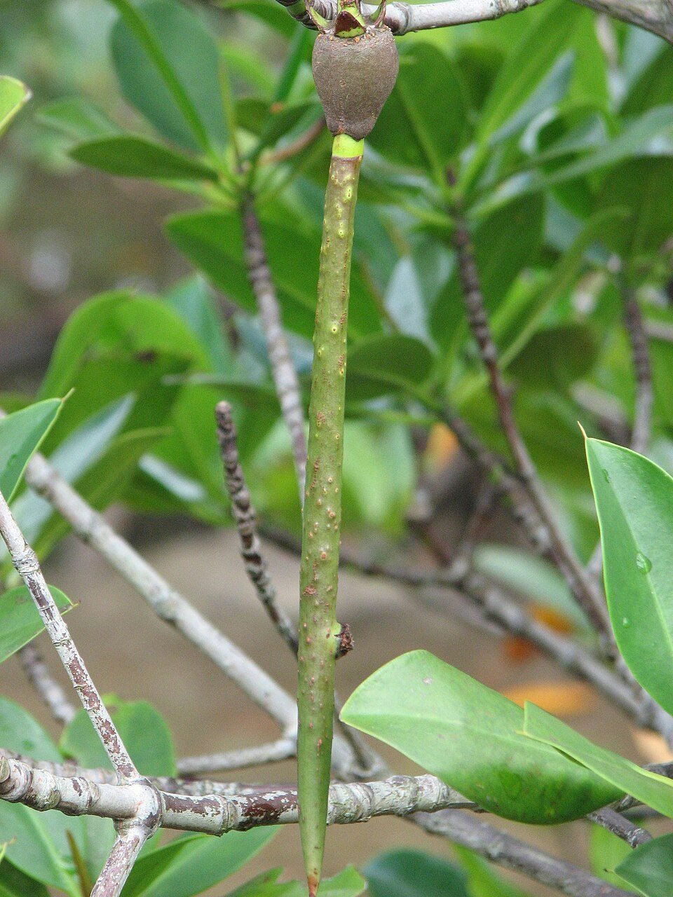 Red Mangrove