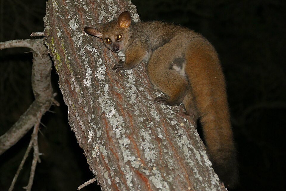 Thick-tailed Bushbaby
