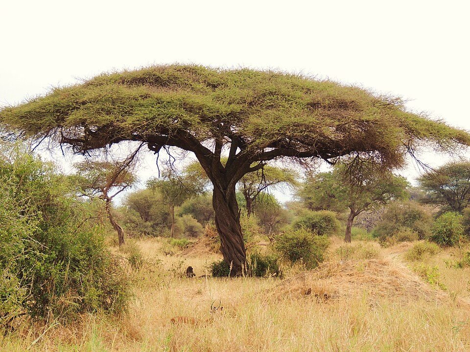 Umbrella Thorn Acacia