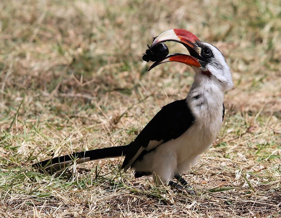 Von der Decken's Hornbill