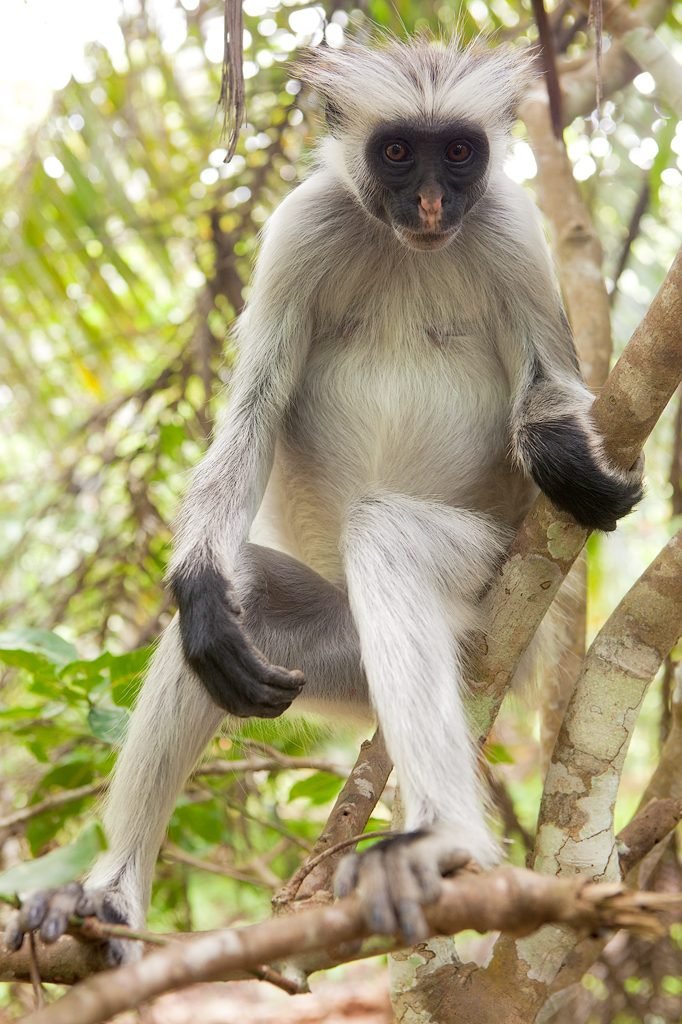 Zanzibar Red Colobus
