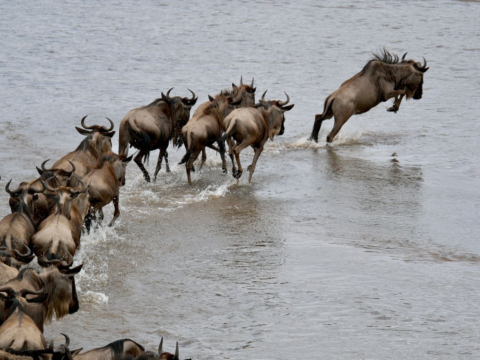 5-Day Tarangire, Serengeti and Ngorongoro Safari
